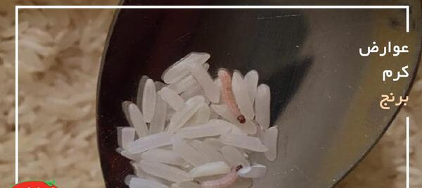 عکس برنج شپشک زده