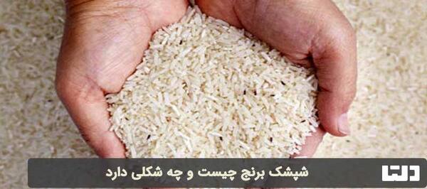 عکس برنج شپشک زده