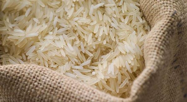عکس برنج شپشک زده