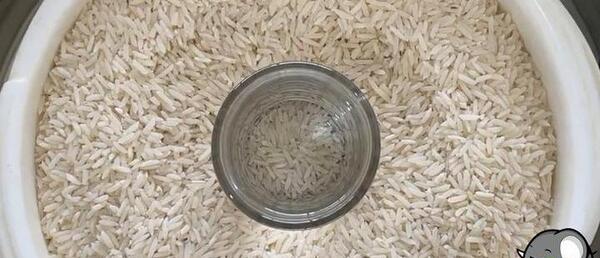 عکس برنج شپشک زده