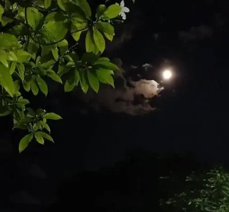 عکس ماه در طبیعت