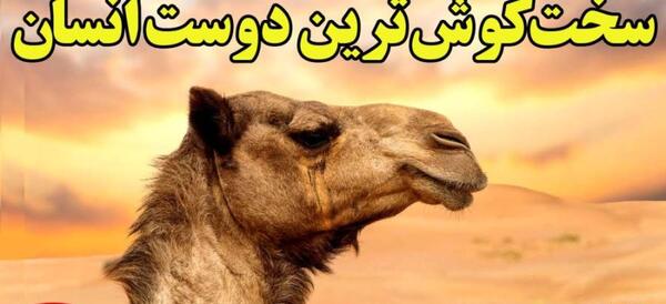 عکس چشم های شتر