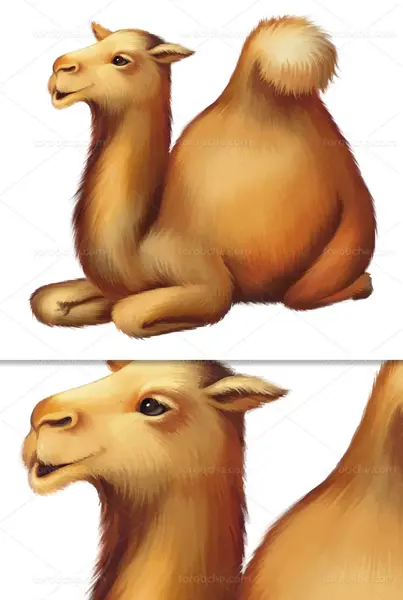 عکس وکتور شتر