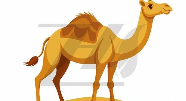 عکس وکتور شتر