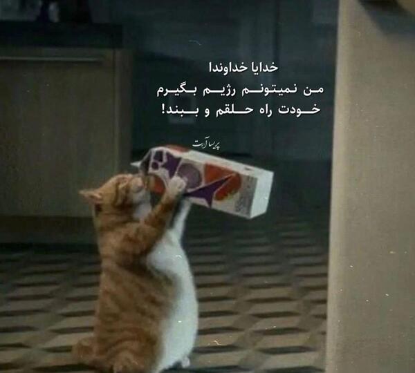 طنز شتر بامزه عکس شتر مرغ خنده دار