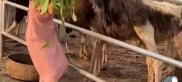 طنز شتر بامزه عکس شتر مرغ خنده دار
