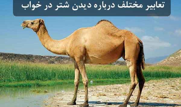عکس خواب شتر