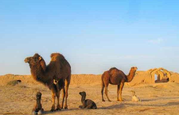 عکس خواب شتر
