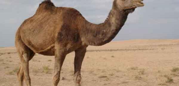 عکس خواب شتر