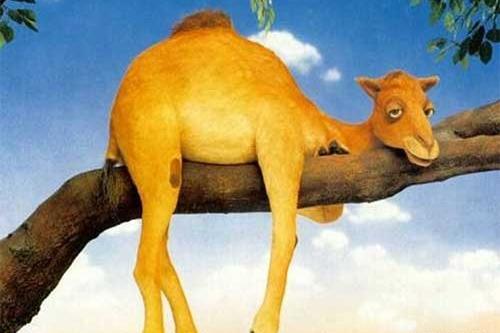 عکس خوابیدن شتر