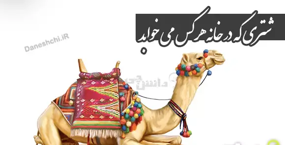 عکس خوابیدن شتر