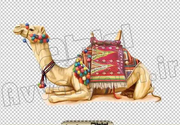 عکس خوابیدن شتر
