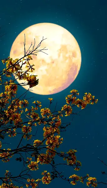 عکس پروفایل شب و ماه