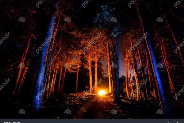 عکس از شب جنگل