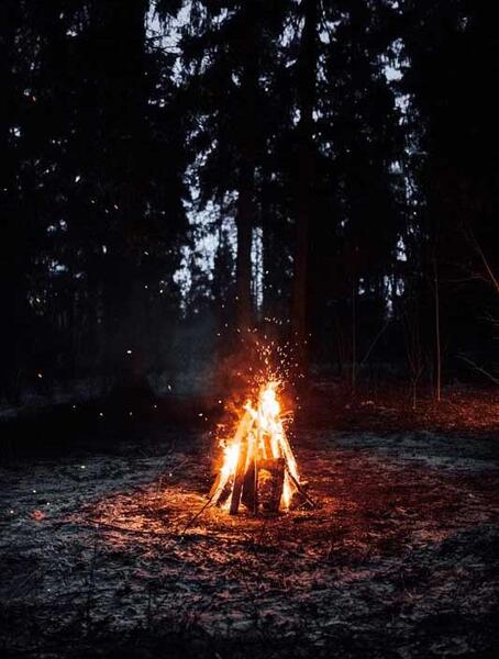عکس از شب جنگل