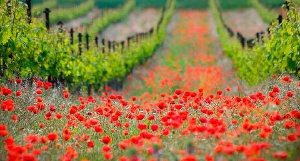 عکس طبیعت زیبایی