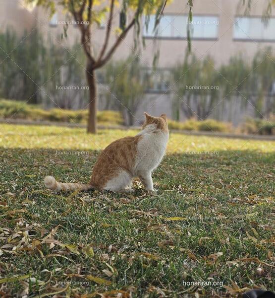 عکس از طبیعت کیوت