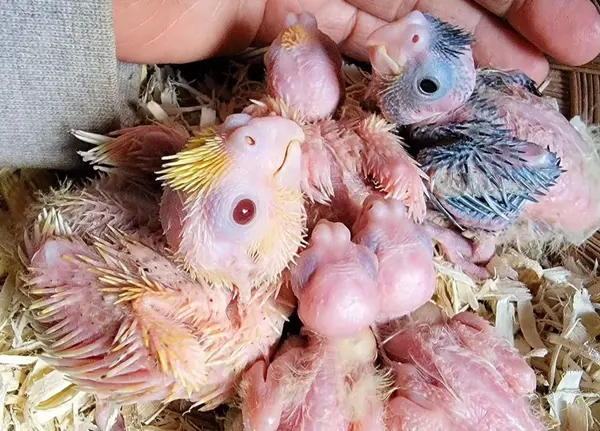 عکس مادر عروس هلندی