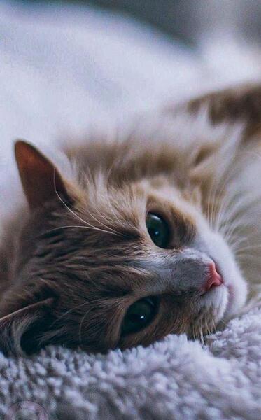 عکس گربه نازی