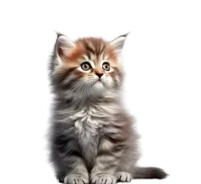 عکس گربه نازی