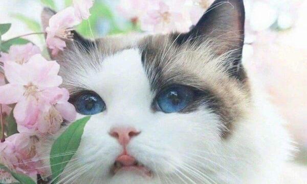 عکس گربه های بانمک