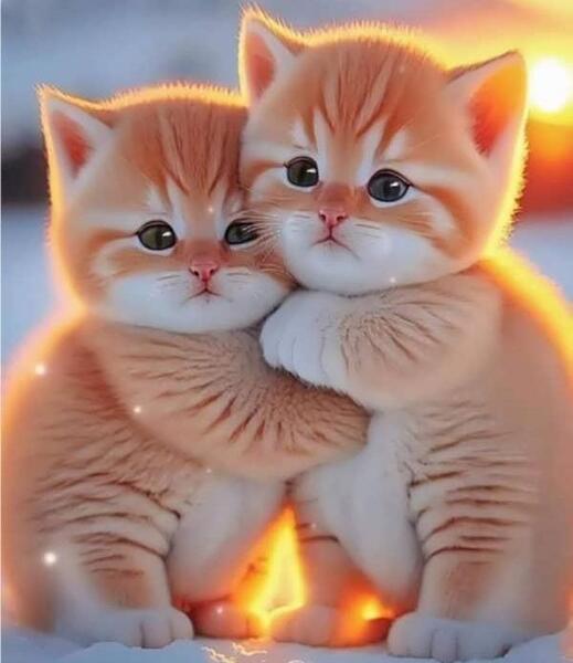 عکس گربه خیلی بانمک