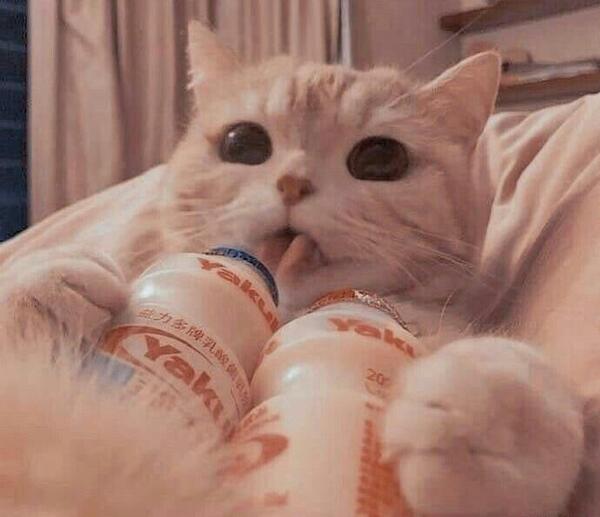 عکس گربه کوچولو موچولو