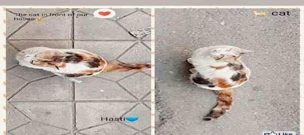 عکس گربه کوچولو موچولو
