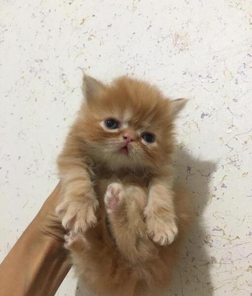 عکس گربه پرشین بچه