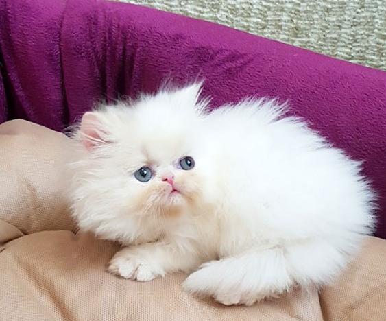 عکس گربه پرشین بچه