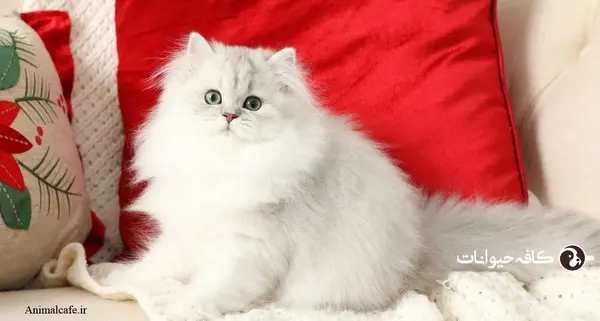 عکس گربه پرشین بچه