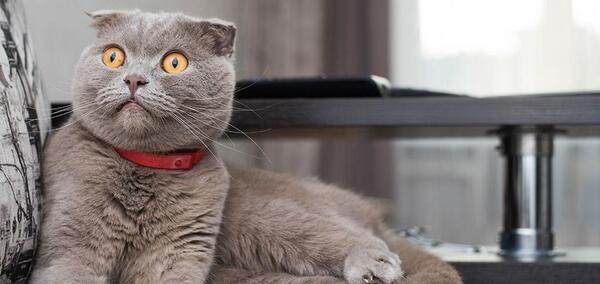 عکس گربه پرشین اسکاتیش