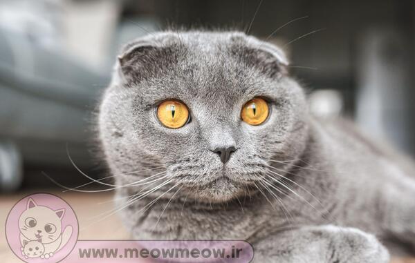 عکس گربه پرشین اسکاتیش