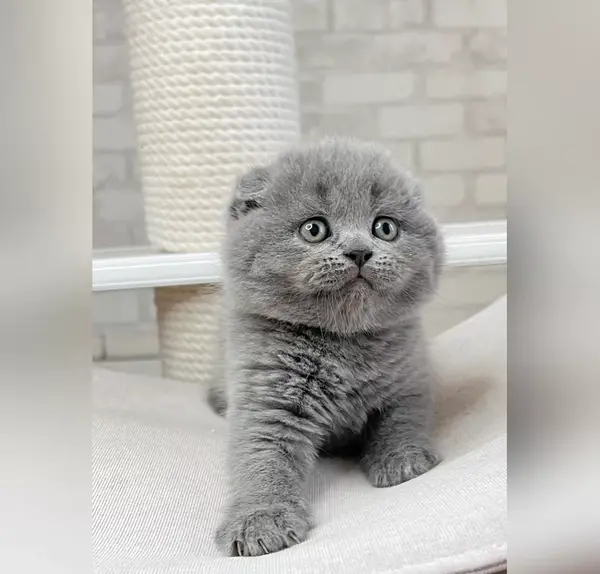عکس گربه پرشین اسکاتیش