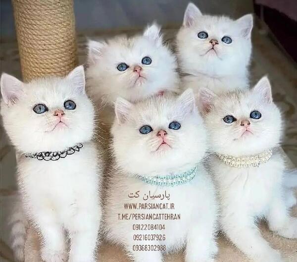 عکس گربه پرشین اسکاتیش