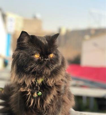 عکس گربه پرشین مشکی