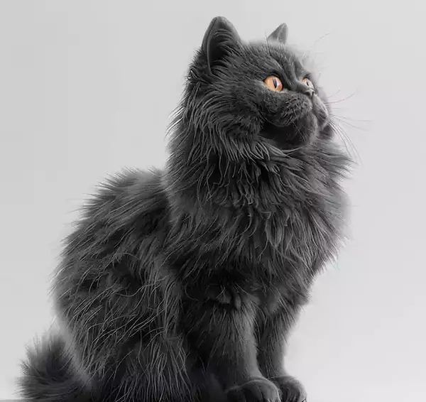 عکس گربه پرشین مشکی