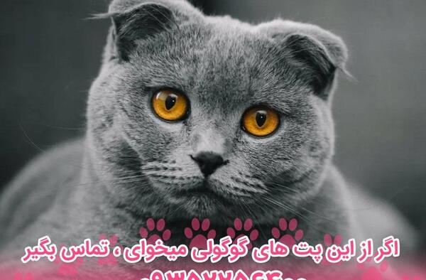عکس گربه اسکاتیش خاکستری