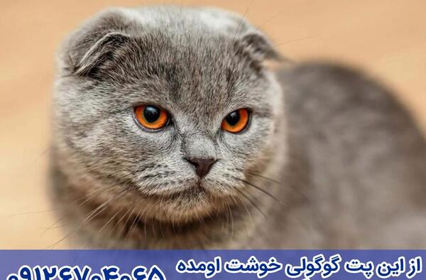 عکس گربه اسکاتیش خاکستری