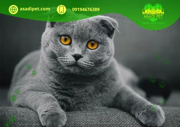 عکس گربه اسکاتیش خاکستری