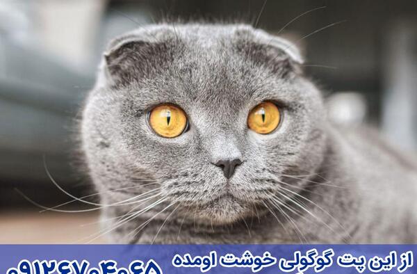 عکس گربه اسکاتیش خاکستری