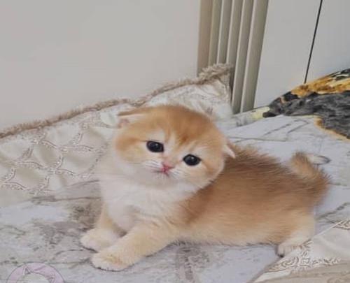 عکس گربه اسکاتیش گلد