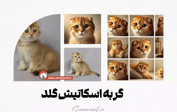عکس گربه اسکاتیش گلد