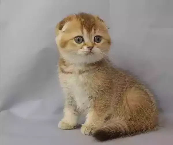 عکس گربه اسکاتیش گلد