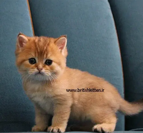 عکس گربه اسکاتیش گلد