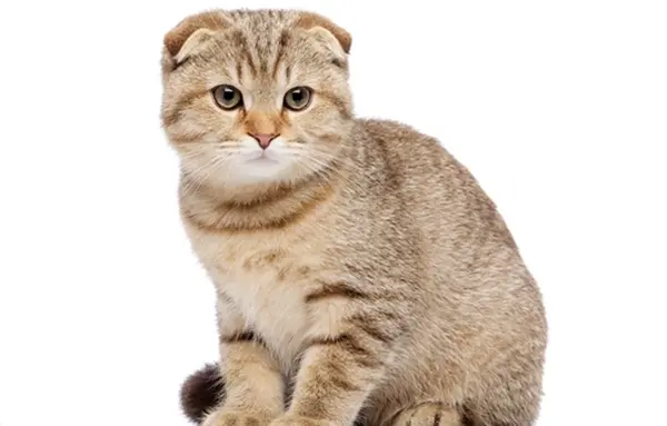 عکس گربه اسکاتیش گلد