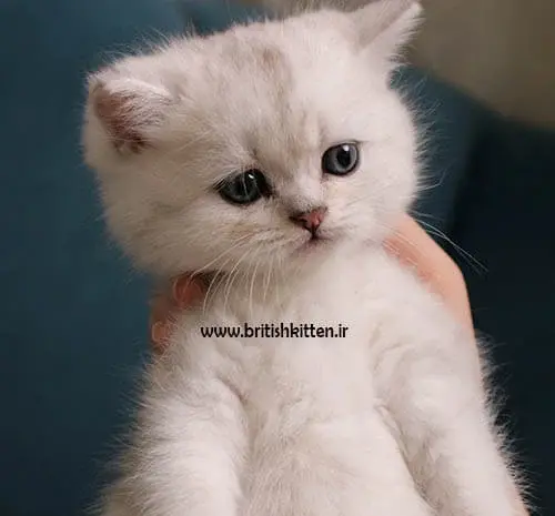 عکس گربه اسکاتیش سفید