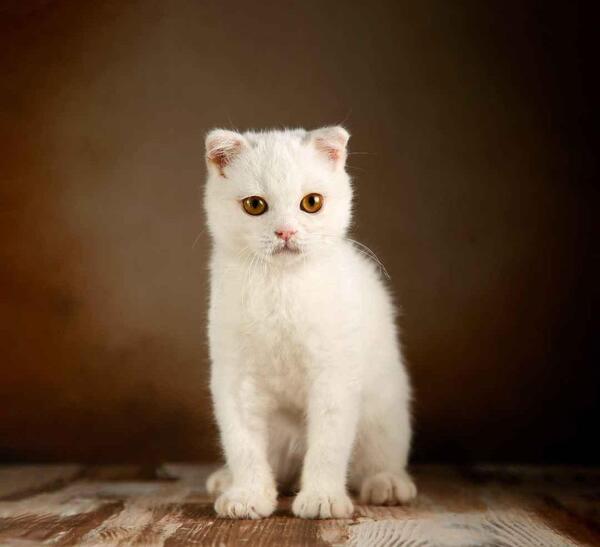 عکس گربه اسکاتیش سفید