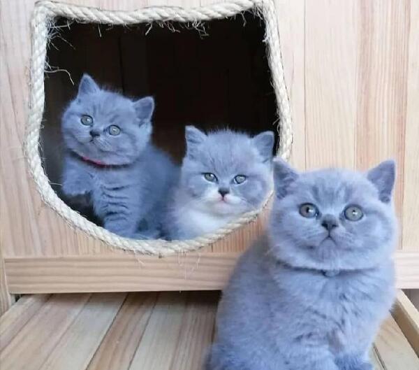 عکس گربه اسکاتیش بلو