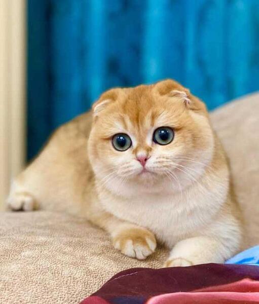 عکس گربه اسکاتیش بلو